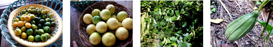 Images of garden crops growing in
        tropical backyard