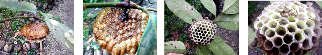 Images of abandoned
            hornet's nest found in tropical backyard