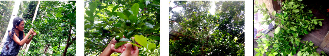 Images of kalimasi tree being
        harvested and trimmed in tropical backyard