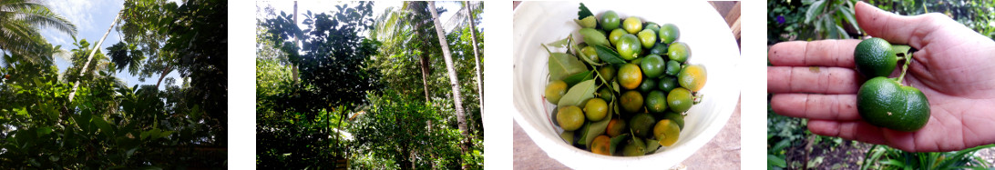 Images of native lie tree being trimmed and harvested in
        tropical backyard