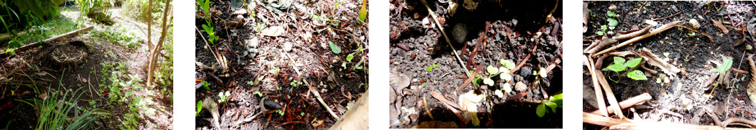 Images of sprouting seeds in
          tropical backyard