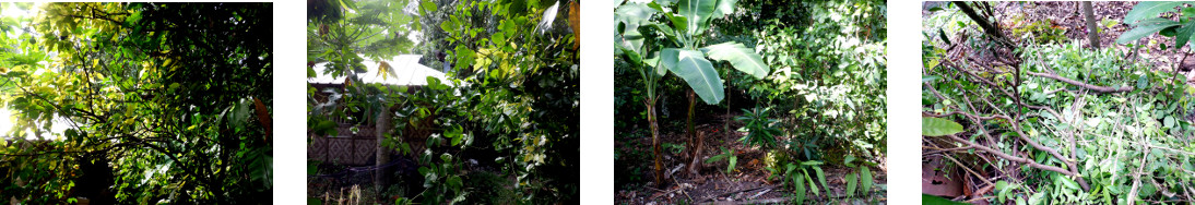 Images of trropical backyard Garden
        being trimmed