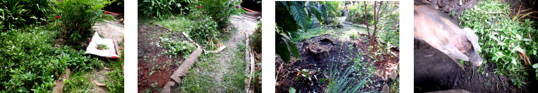 Images of tropical backyard garden patch being cleared
        of weeds