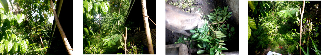 Images of work clearing unwanted
        growth in tropical backyard garden