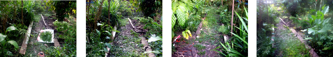 Images of work cleaning up tropical backyard garden