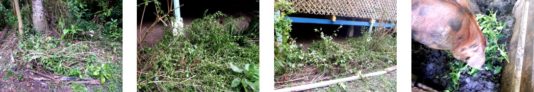 Images of garden waste in tropical backyard after
            trimming