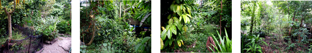 Images of overgrown areas in tropical
        backyard