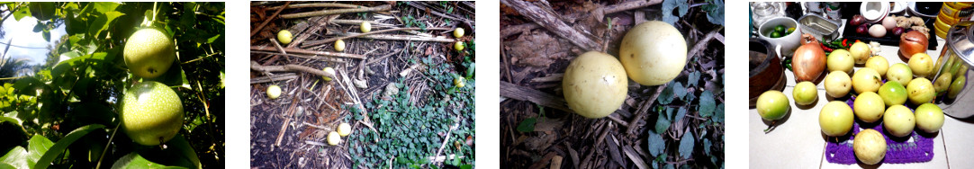 Images of passionfruit harvested in
        tropical backyard