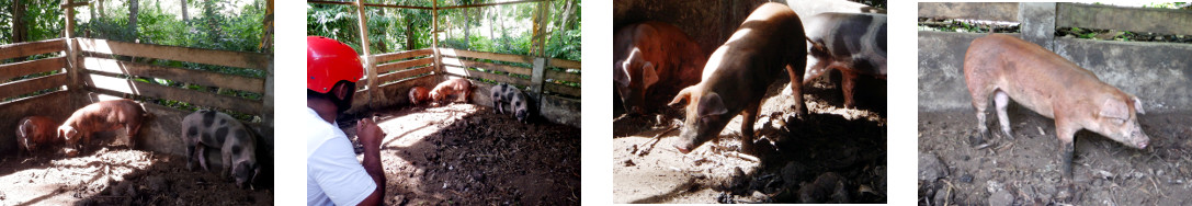 Images of man in a tropical backyard
        looking to buy a piglet