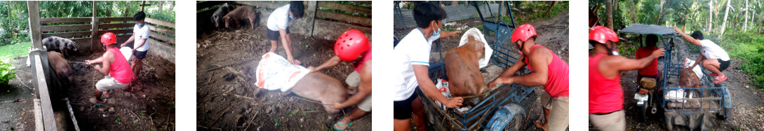 Images of tropical backyard piglet
        being taken away