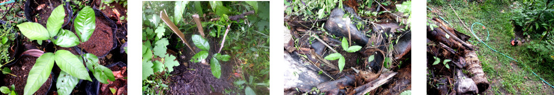 Images of two rambutan seedlings
        transplanted in tropical backyard