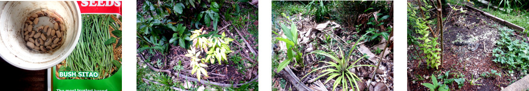 Images of bush beans planted in tropical backyard
              garden