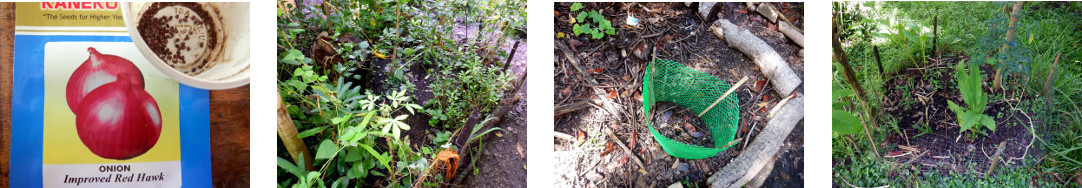 Images of onion seeds planted in tropical backyard
        locations