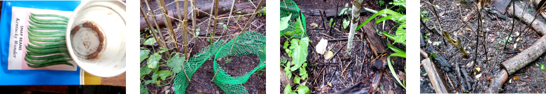Images of beans planted in tropical
        backyard in various locations