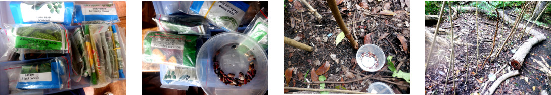 Images of vine seeds planted to grow
        up branches trimmed from tropical backyard trees