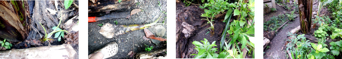 Images of banana pup transplanted in
        tropical backyard