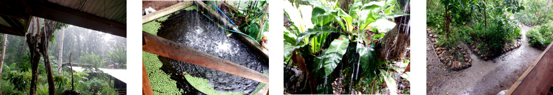 Images of rain in tropical backyard