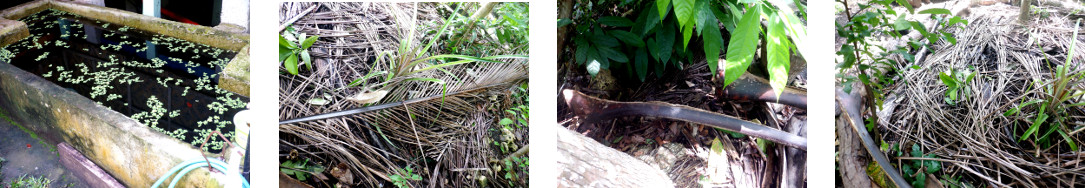 Images of debris in tropical backyard
        cleared up after heavy rain in the night