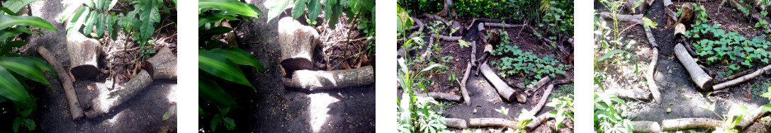 Images of repairs to paths in tropical backyard after
        heavy rain in the night