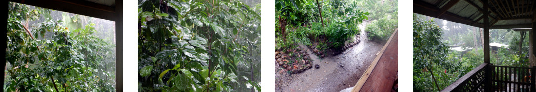 Images of rain in tropical backyard