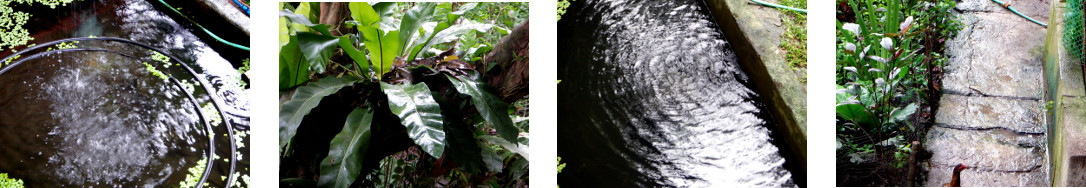 Images of rain in tropical backyard