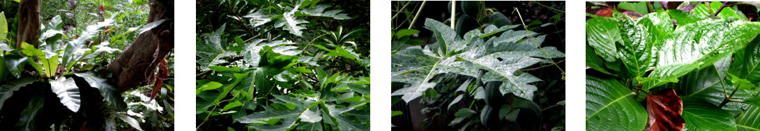 Images of rain in tropical backyard