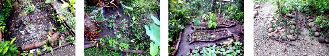 Images of tropical garden after rain
        in the night