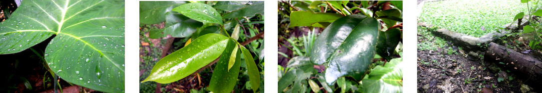 Images oe early morning after night rain in a
            tropical backyard