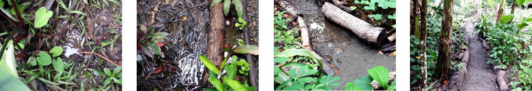 Images of light flooding in tropical backyard