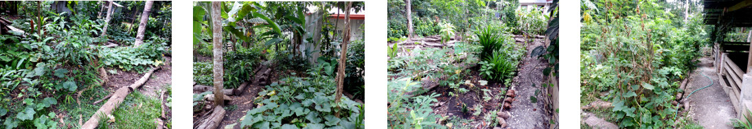Images of regenearation in tropical
        backyard after destruction around the beginning of the year