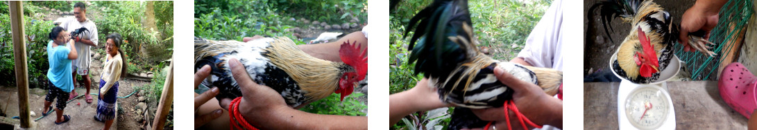 Images of tropical backyard rooster