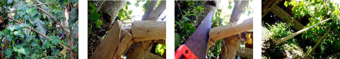 Images of Castor Oil Tree being trimmed after storm
            in the night