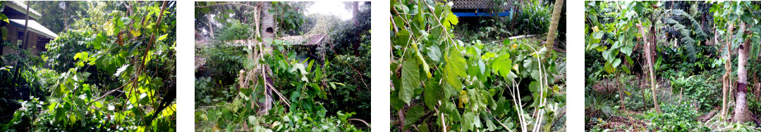 Images of Caster Oil Tree trimmed after tropical
            storrm in the night