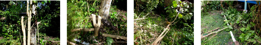 Images of castor oil tree trimmed in
        tropical backyard