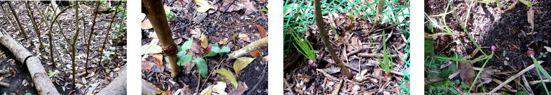 Images of beans and onions sprouting
        in tropical backyard