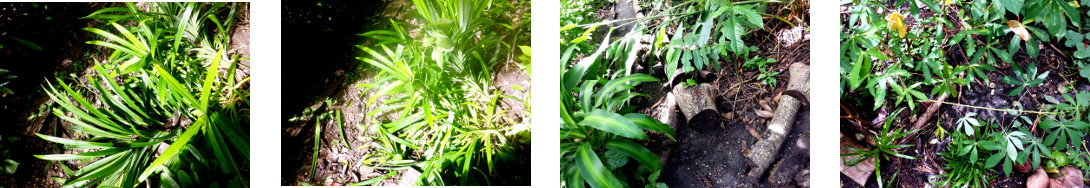 Images of disheveled tropical
          backyard after heavy rainstorm in the night