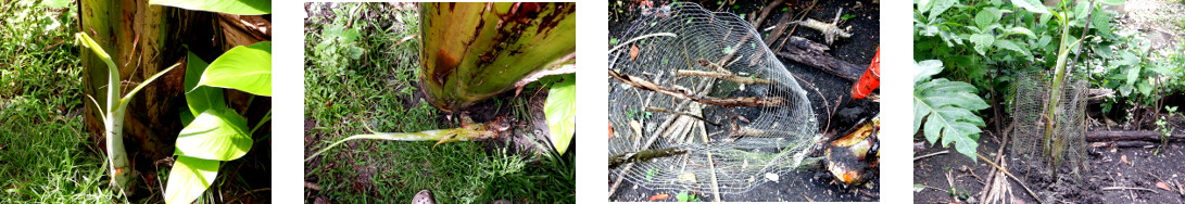 Images of banana pup transplanted in tropical
          backyard