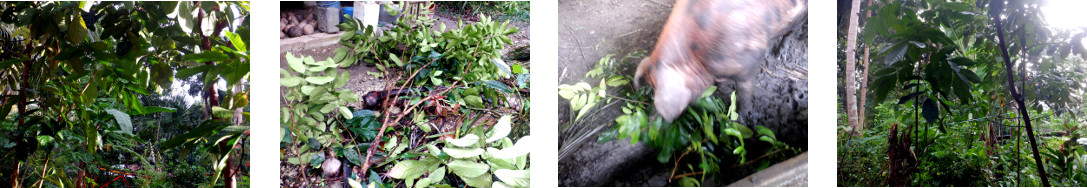 Images of small tree chopped down in
        tropical backyard