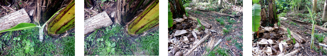 Images of a banana tree
        "pup" transplanted in tropical backyard