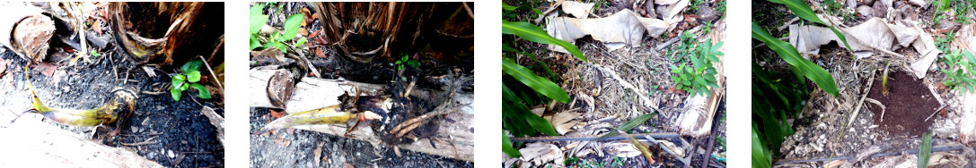 Images of banana pup transplanted in
        Tropical backyard