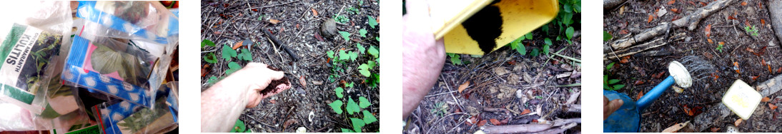 Images of seed mixture being broadcast in various
            tropical backyard garden patches