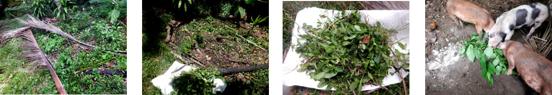 Images of tropical backyard cleaned up
        with garden refuse fed to pigs