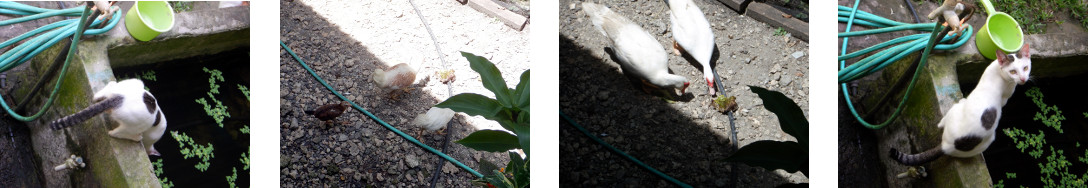 Images of cat, chickens and ducks in tropical backyard