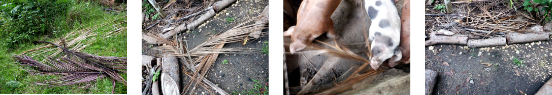 Images of clearing up the debris after
        heavy rainfall in tropical backyard