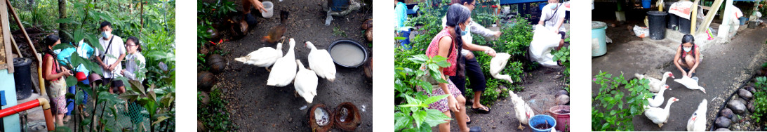 Images of tropical backyard ducks being captured