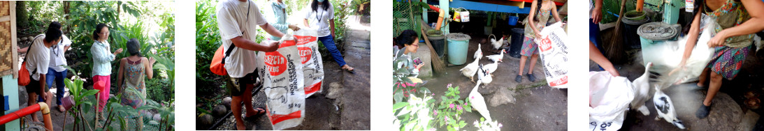 Images of tropical backyard ducks
        being harvested