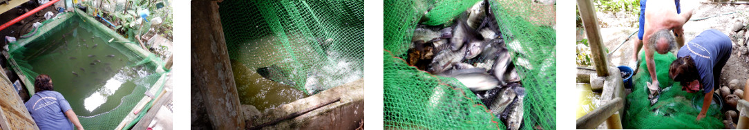 Images of tilapia being caught in
        tropical backyard pond