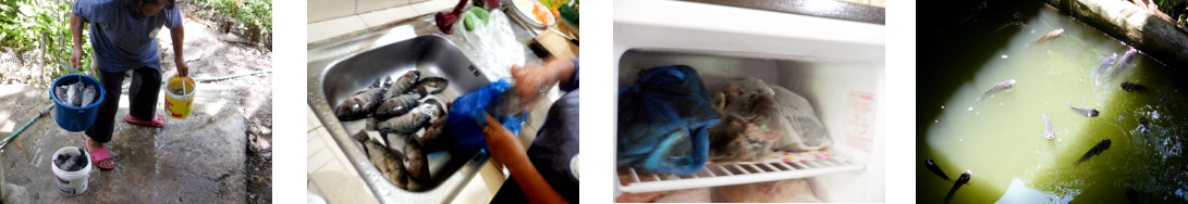 Images of Tilapia being processed in tropical home