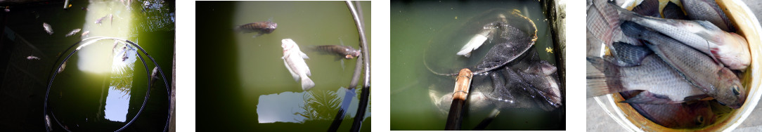 Images of dead fish being removed from
        tropical backyard pond