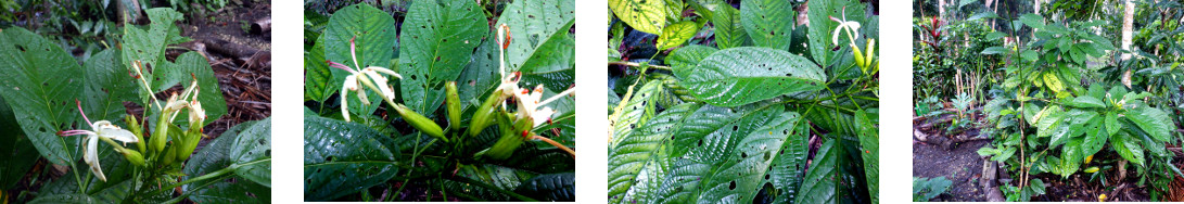 Images of flowering "weed" tree in
              tropical backyard